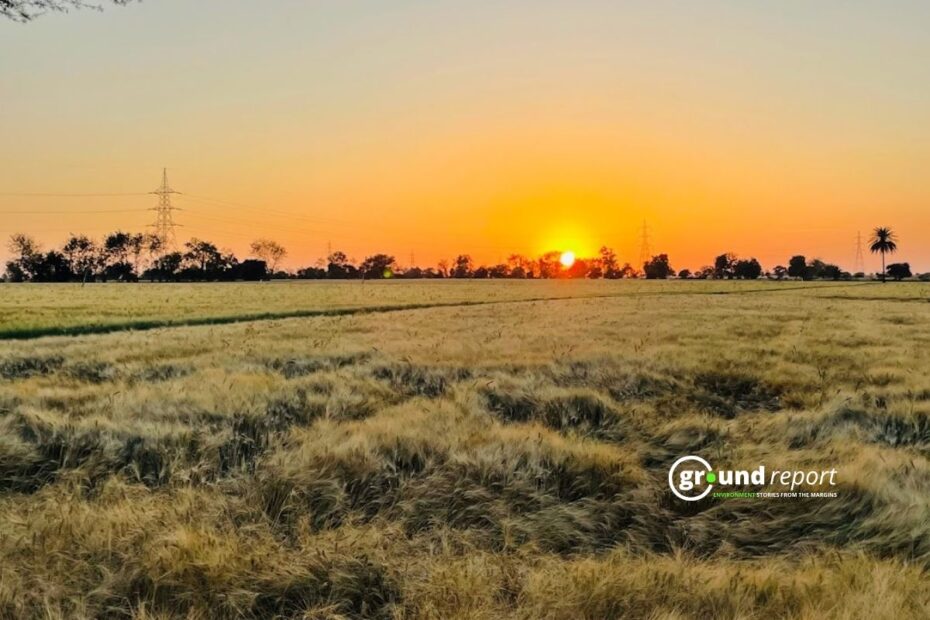 farming crisis in MP wheat crop