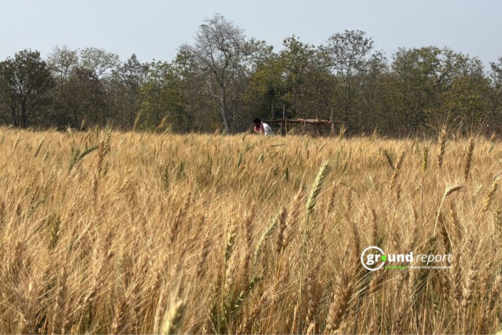 wheat production kodo poisoning khandwa