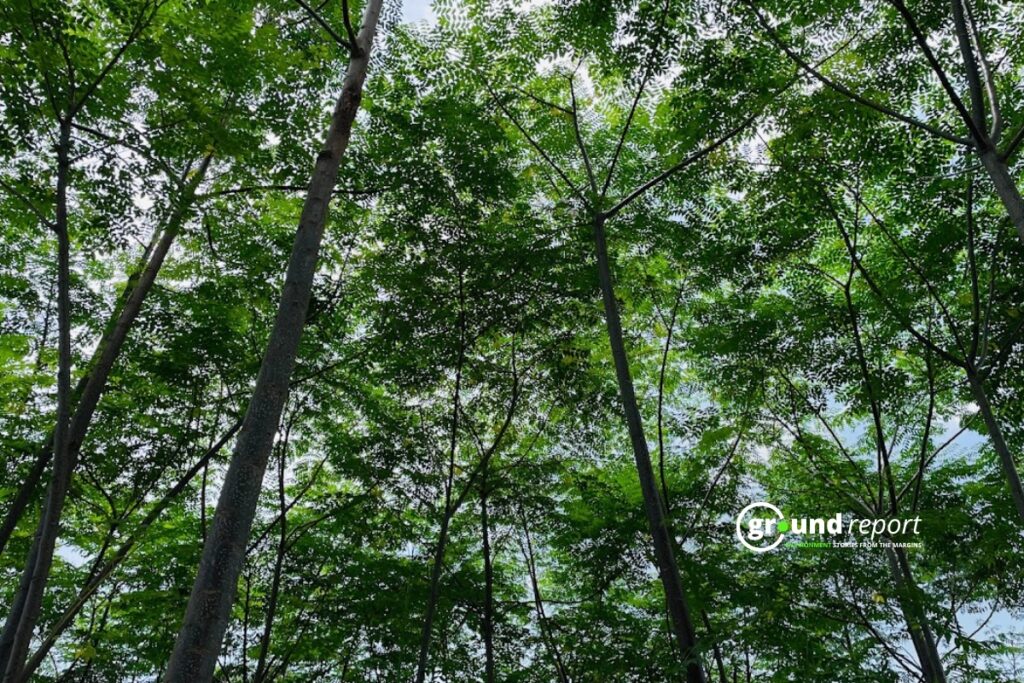 Agroforest developed in Sehore where Malabari Neem trees have been planted in the fields.