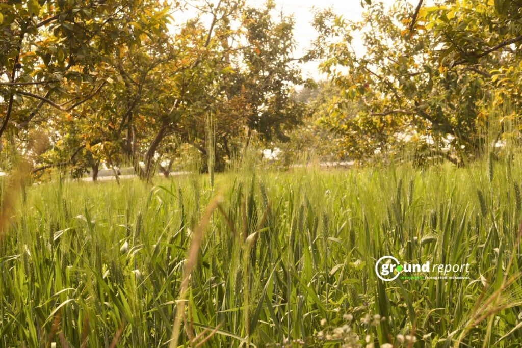 Wheat crop grown under mango trees in Sanchi