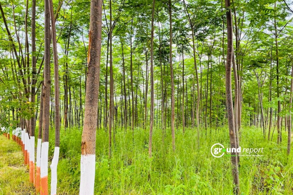 An agro-forest has been developed in Ichhawar, Sehore, where sandalwood trees have been planted.