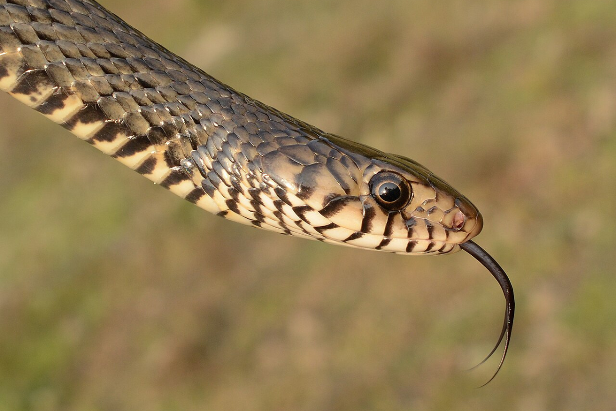 भारत में बढ़ते सांप काटने के मामले और आंकड़ों पर उठते सवाल