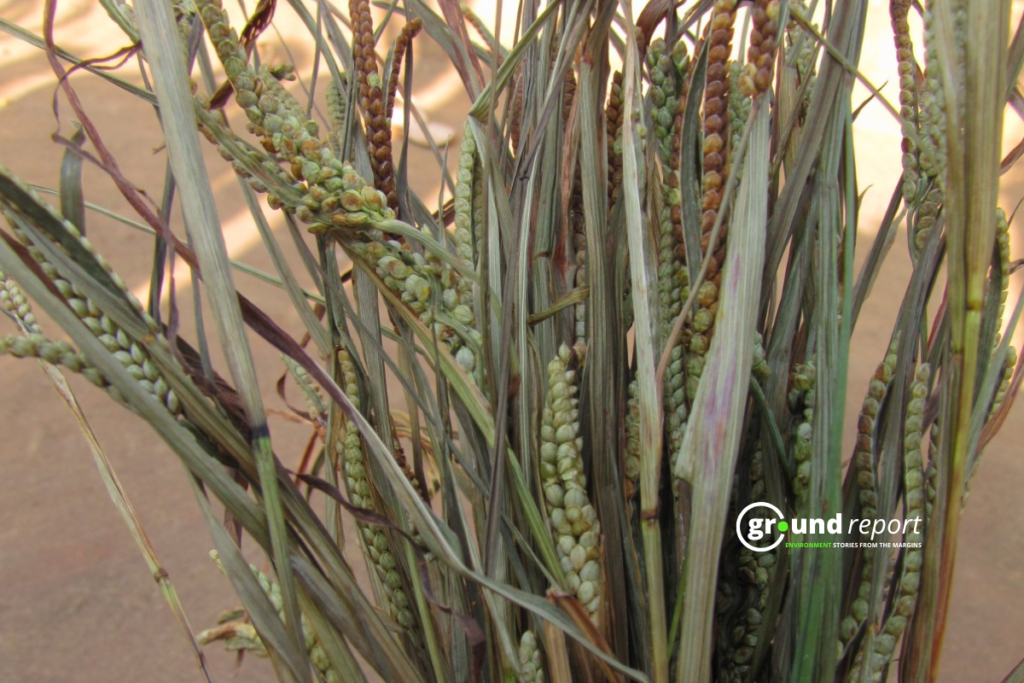 kodo milllet kodo poisoning khandwa