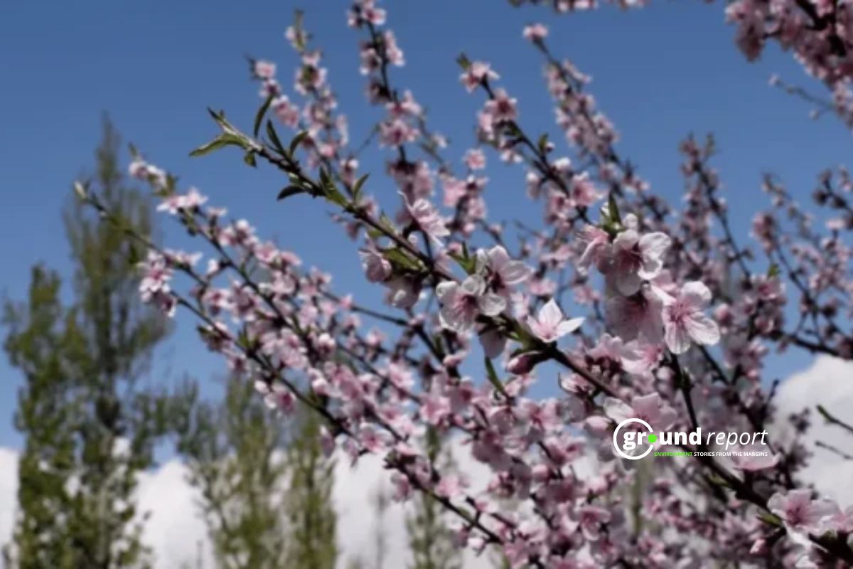 Almond trees in full bloom in Kashmir, February 2026, nearly three weeks ahead of their usual flowering season
