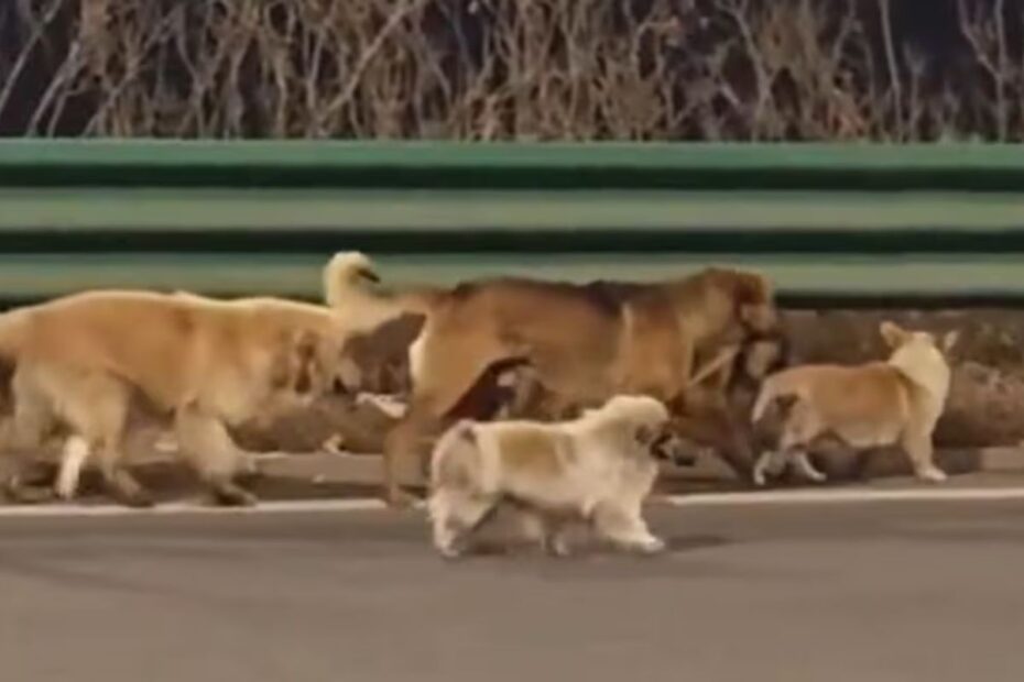 What's The Story Behind Viral video of 7 stolen dogs in China