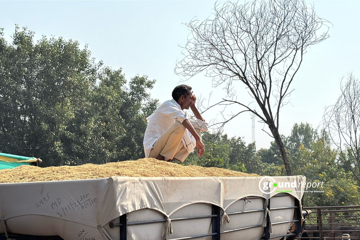 How US-Israel-Iran War Is Disrupting India's Basmati and Tea Exports