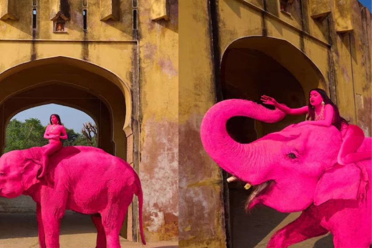 What Is the Story Behind Jaipur's Pink Elephant Photoshoot?
