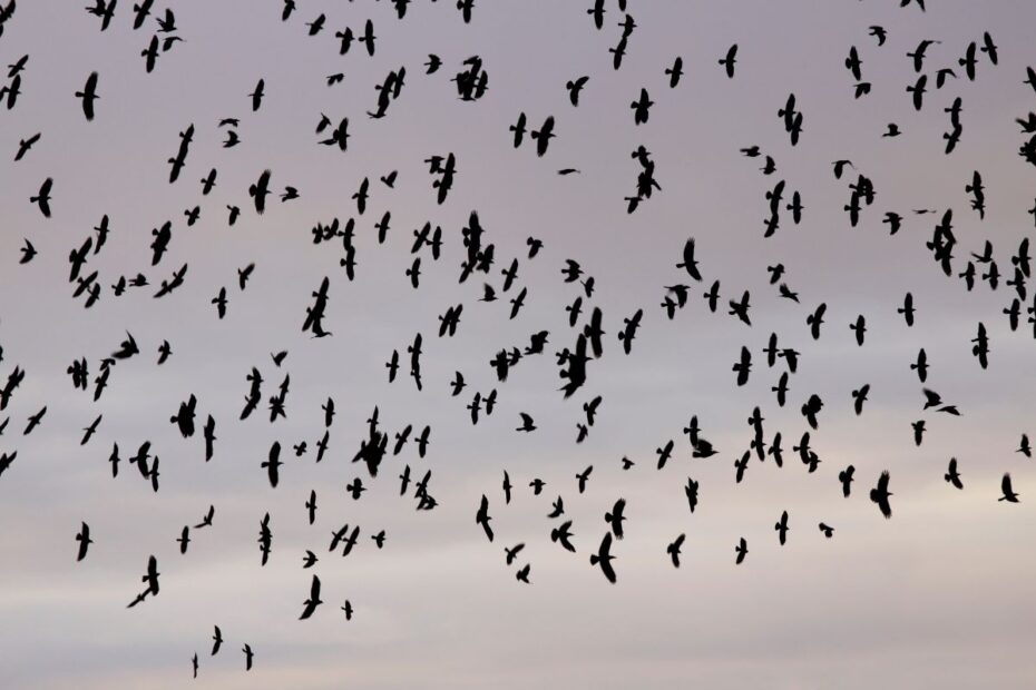 Viral Video: What Is the Story Behind the Crows Over Tel Aviv?
