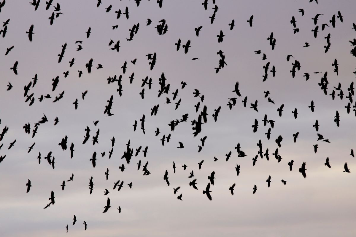 Viral Video: What Is the Story Behind the Crows Over Tel Aviv?
