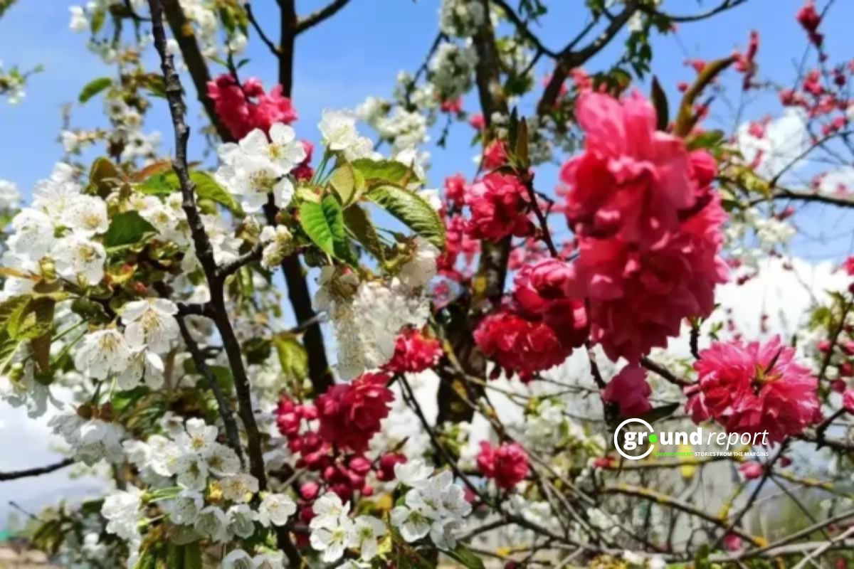 How Climate Change Is Quietly Rewriting Flowering Calendar of Tropical Forests