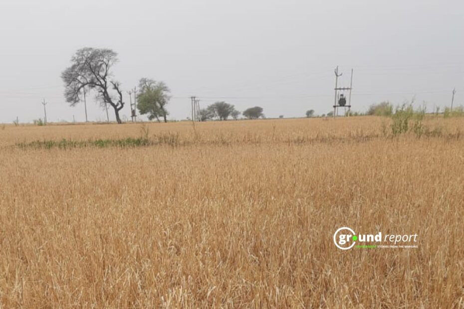 wheat crop atlat story