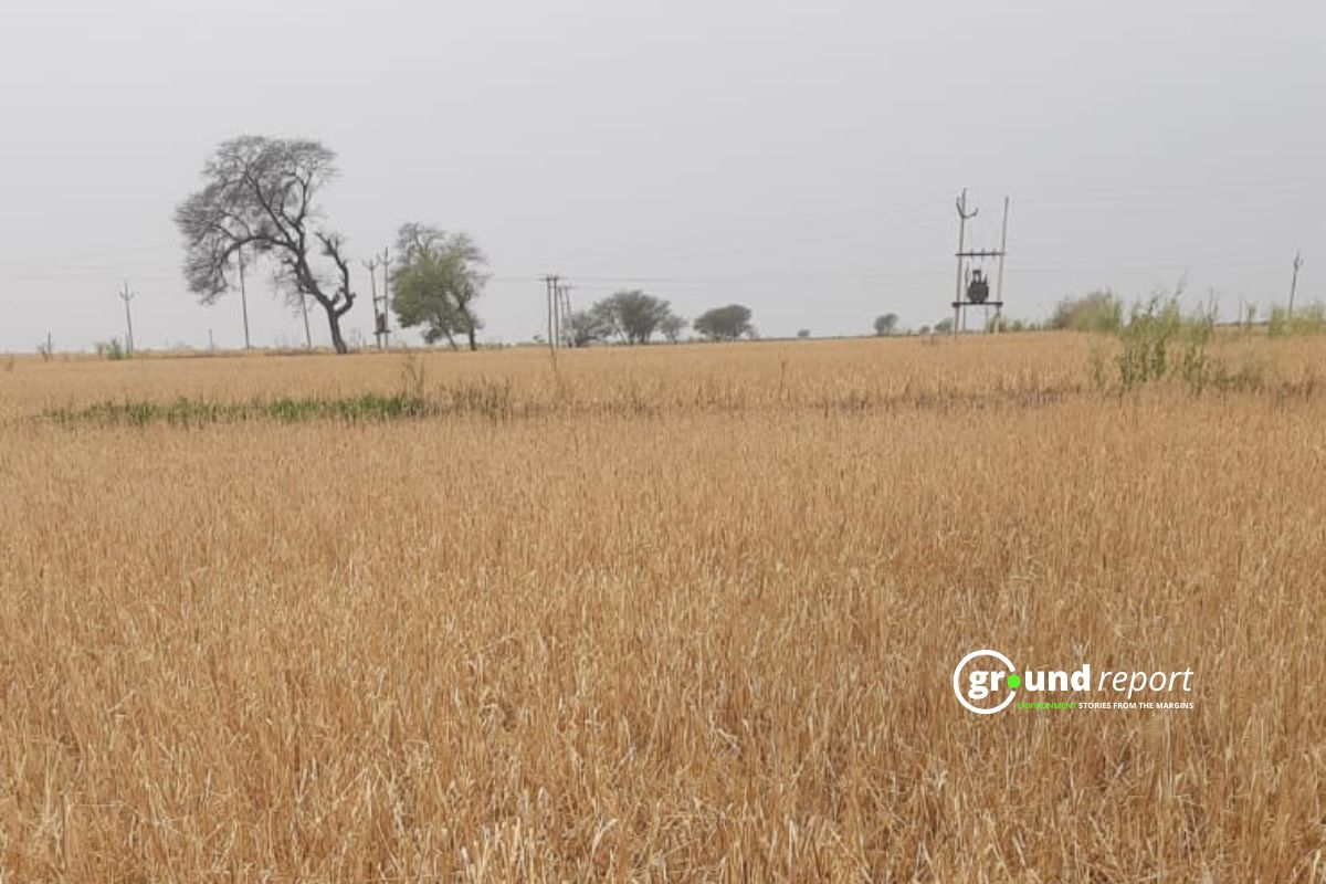 wheat crop atlat story