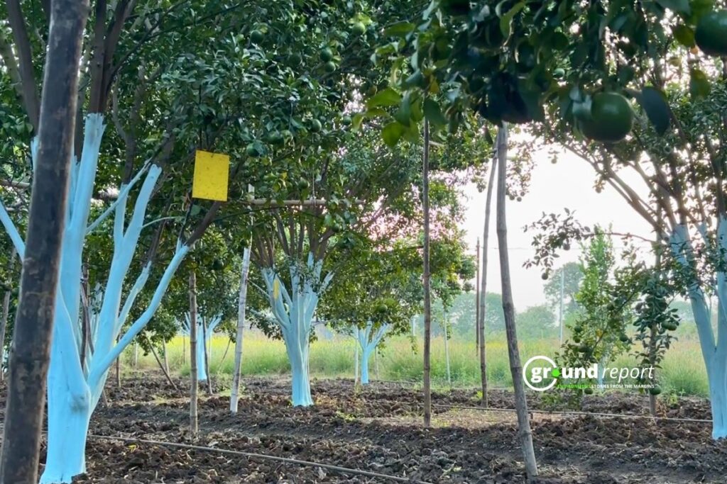 yellow card sticker IPM Story Khargone