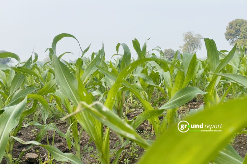 Close view of young maize plants in a field in Madhya Pradesh, showing early growth stage and crop health.