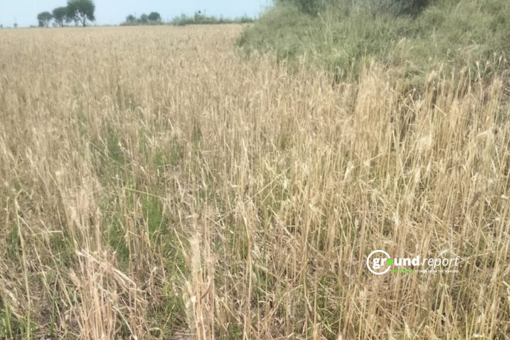 crop loss Atlas Story