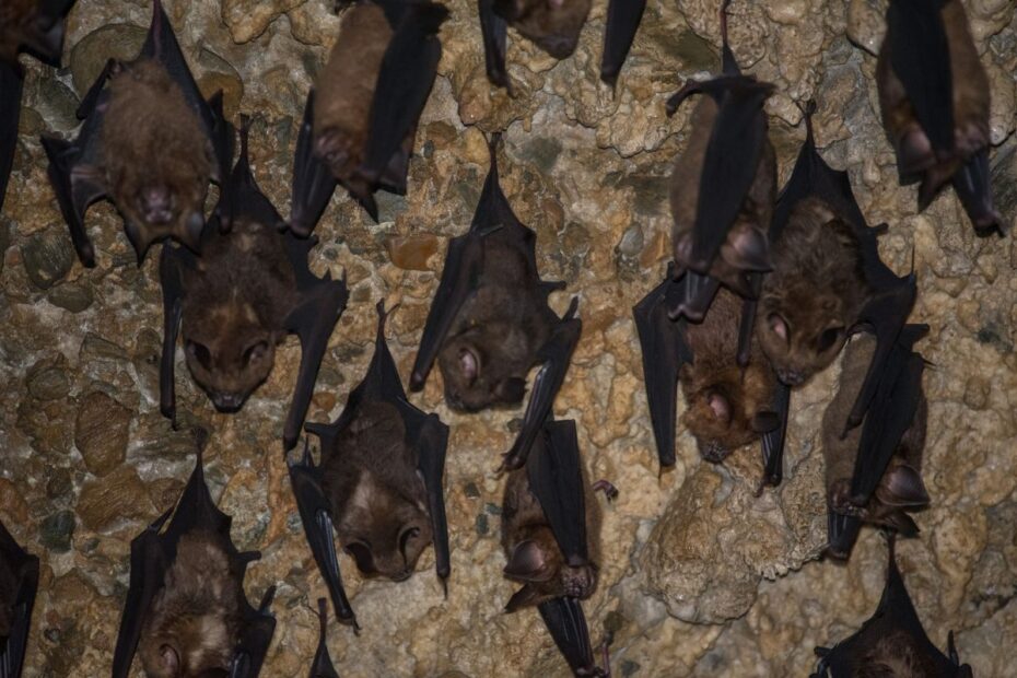 India's Bats Are Disappearing, A New Report Shows How Serious Crisis Has Become