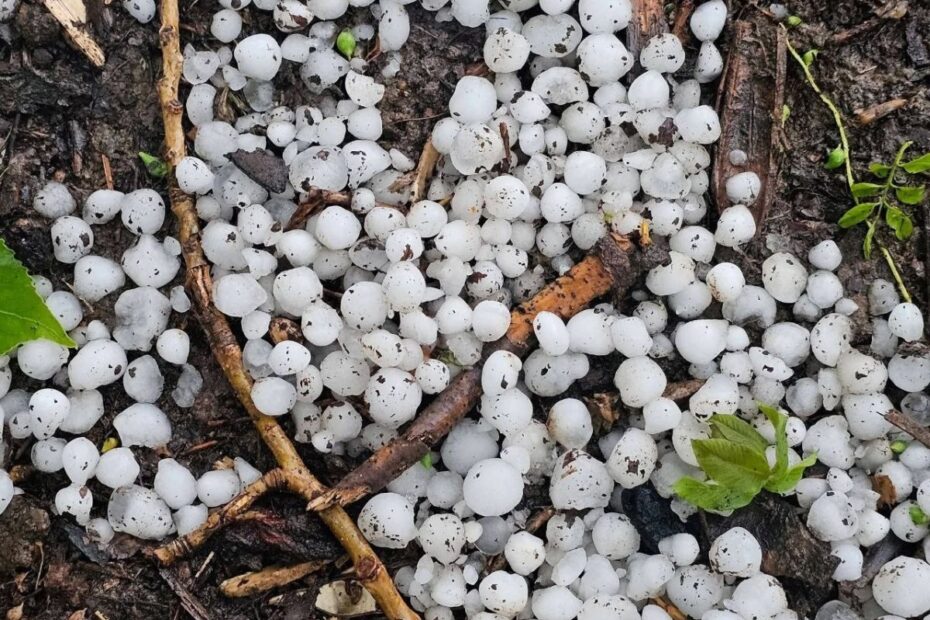 Hailstones in an apple orchard in Kashmir after a storm hit during peak bloom