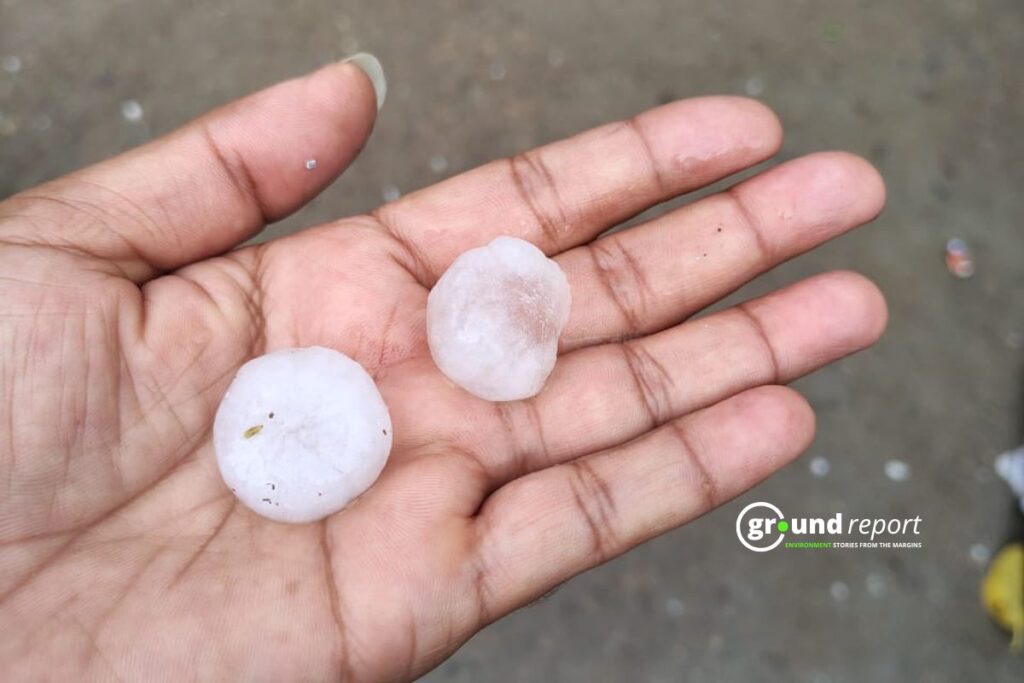 Large hailstones collected in a hand after a storm hit Kashmir, damaging apple blossoms during the critical flowering stage. Photo: Ground Report