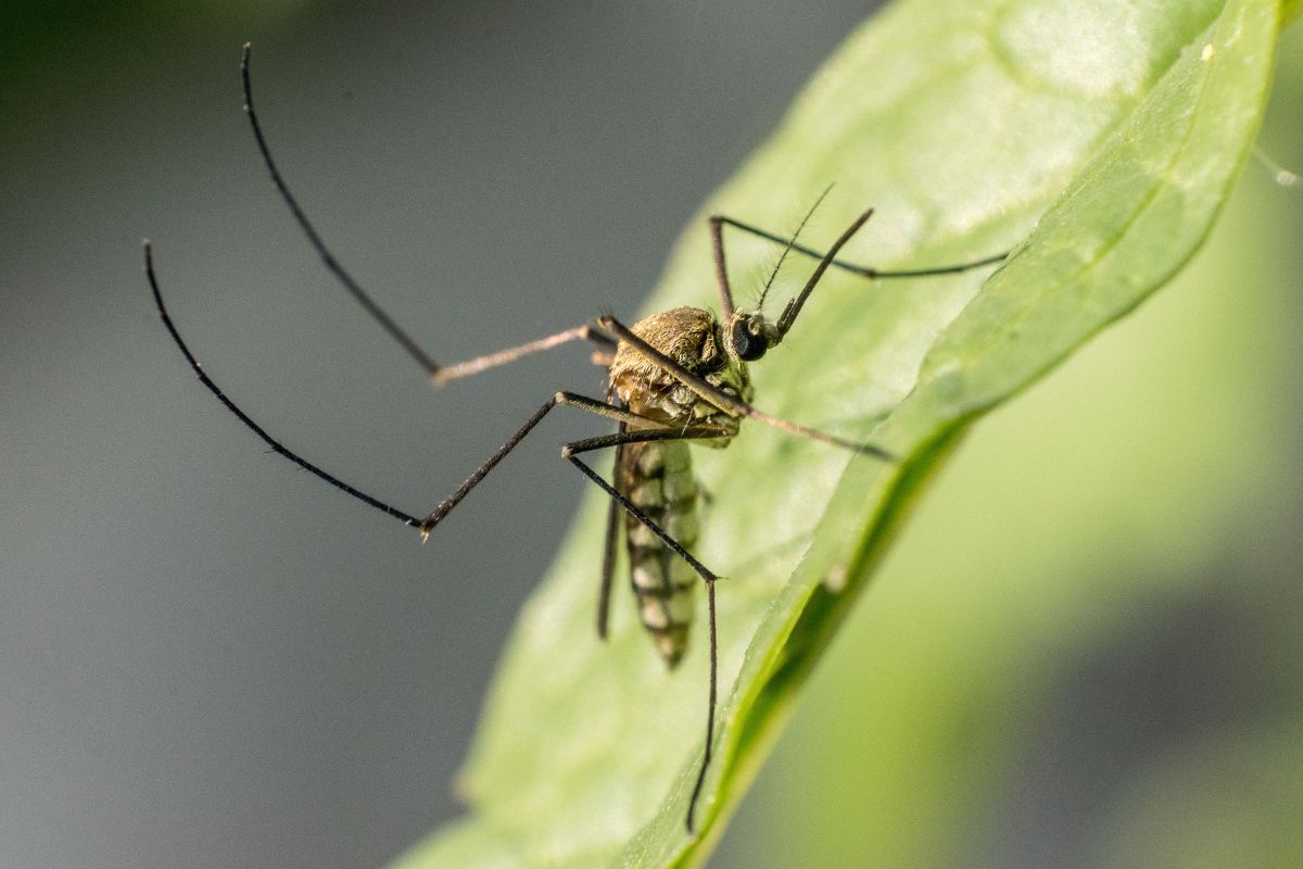 5 natural ways to repel mosquitoes
