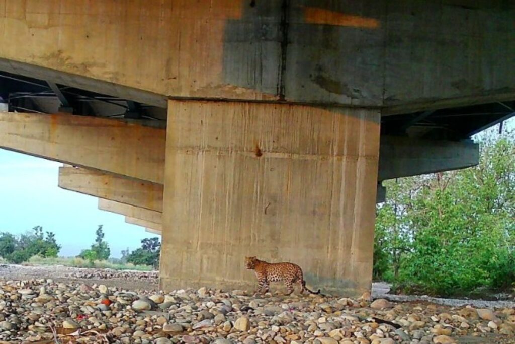 A leopard walks under a concrete road bridge, using the space below as a passage through its habitat.