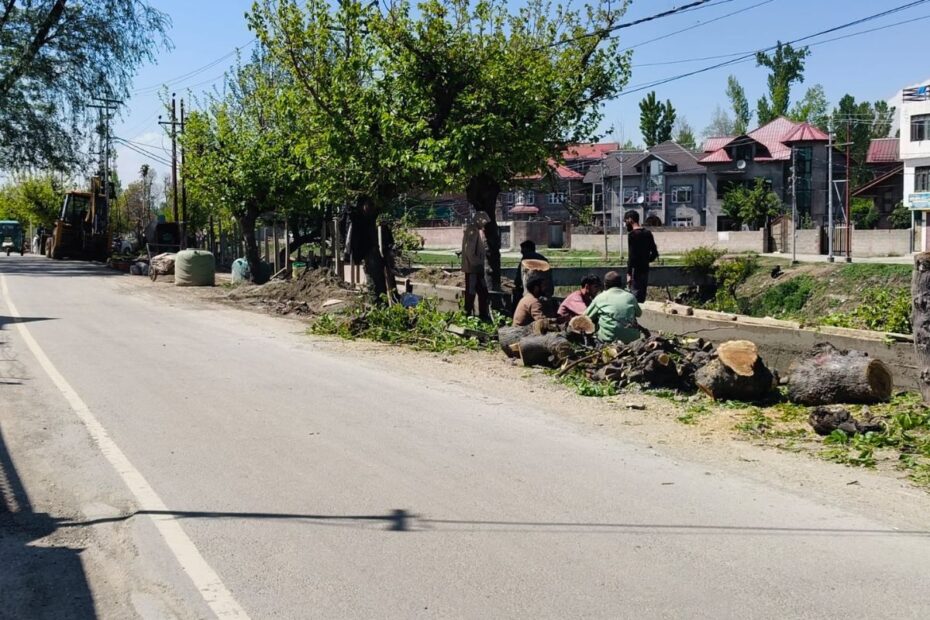 Decades-old mulberry trees felled along the Rawalpora–Bagh-e-Mehtab Canal Road in Srinagar to make way for concrete tile-laying work.