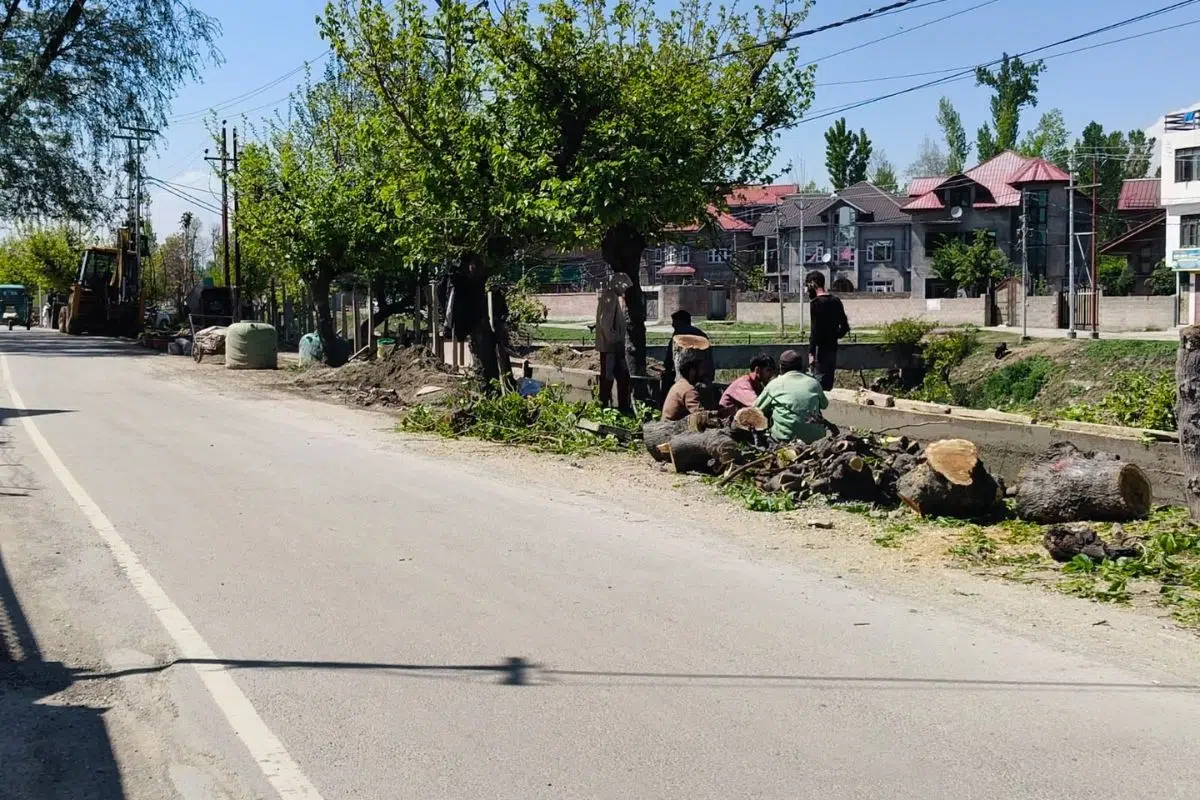 Decades-old mulberry trees felled along the Rawalpora–Bagh-e-Mehtab Canal Road in Srinagar to make way for concrete tile-laying work.