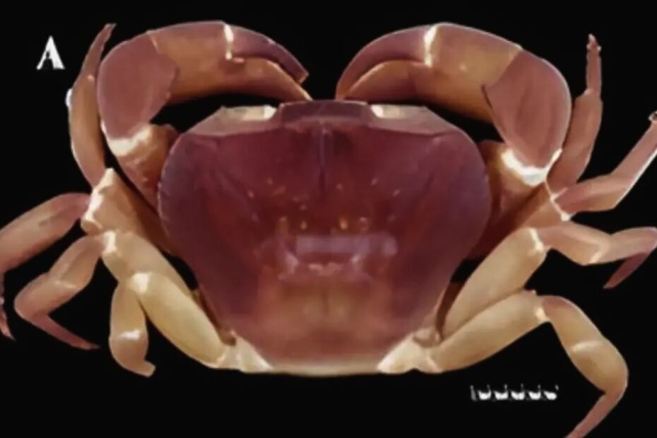 This Kerala Crab Is Both Male and Female, Here's Why
