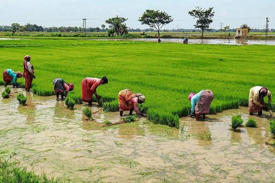 Paddy Farmer women farmer in TN IANS