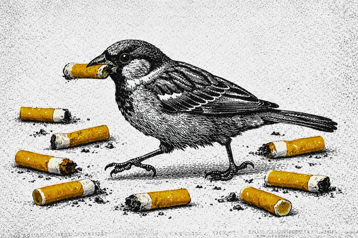 Why Is This Bird Picking Up Cigarette Butts From the Street?