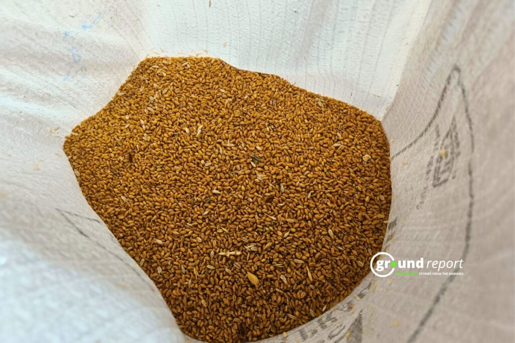 पीई बैग में रखी गई गेहूं की फसल