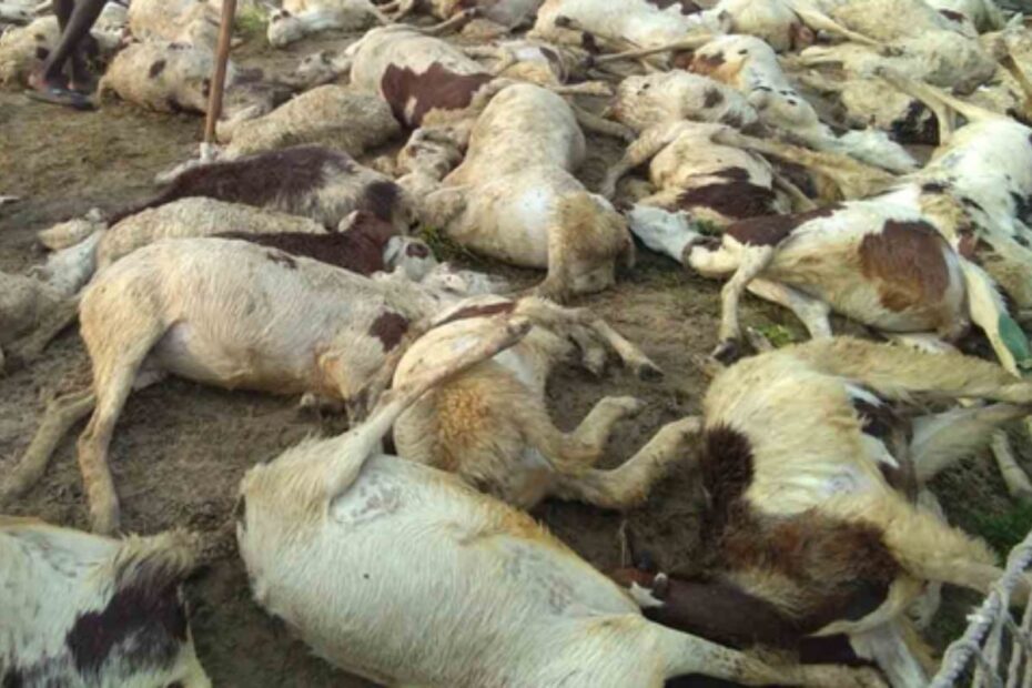 Lightning Kills 90 Animals in J&K, Wiping Out a Nomadic Family's Livelihood