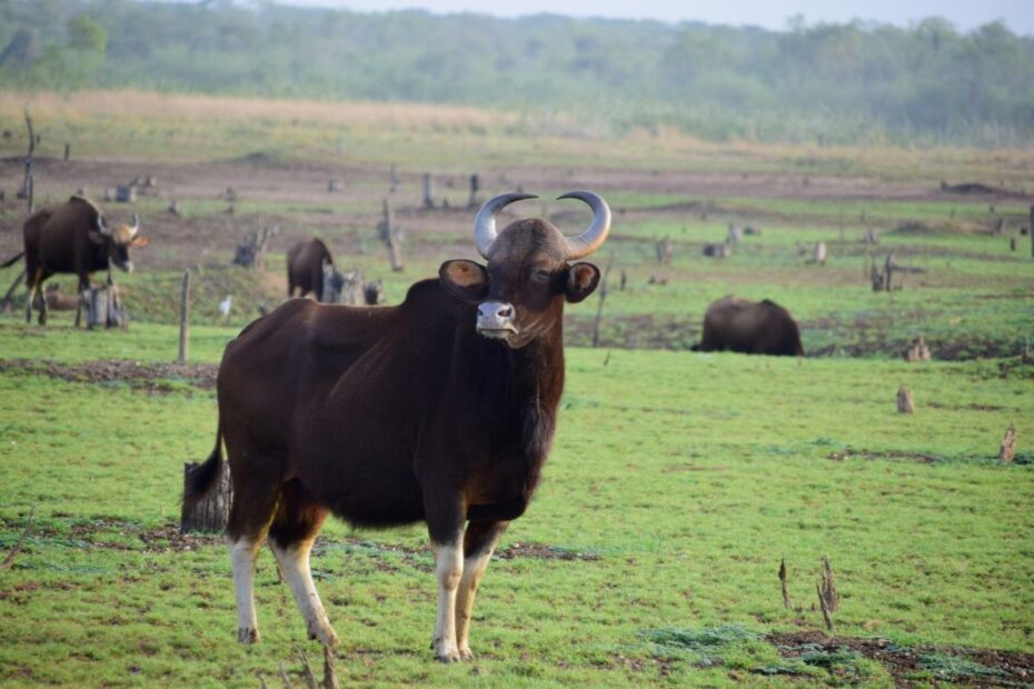 Karnataka Uses Elephants to Catch Wild Gaurs. Here's Why