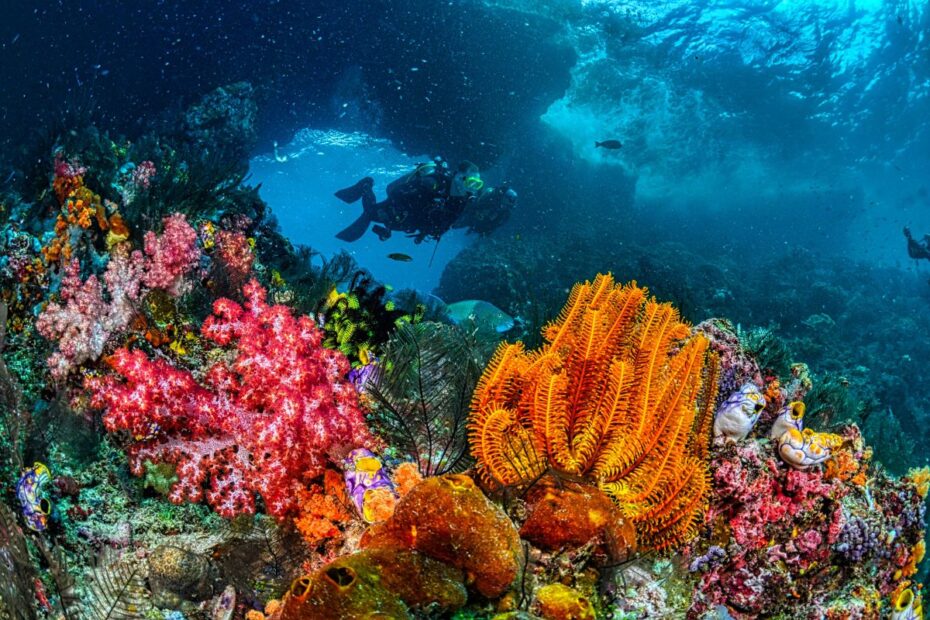 Heat Stress Collapses Coral Breathing System, Triggers Death At 37°C: Study