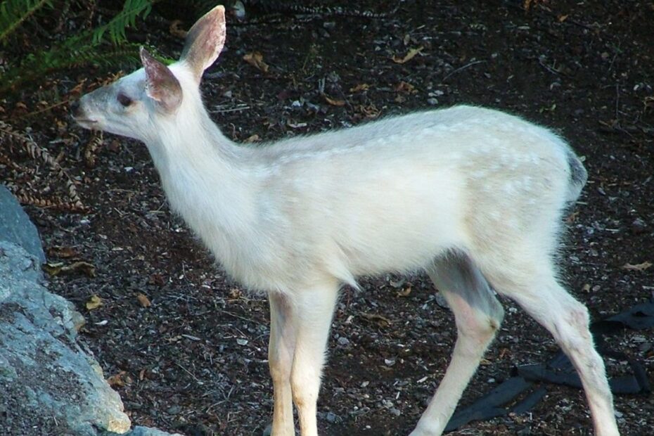 Know about rare Albino ‘White Nilgai’ spotted in JNU wilderness