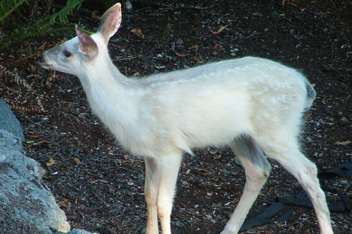 Know about rare Albino ‘White Nilgai’ spotted in JNU wilderness