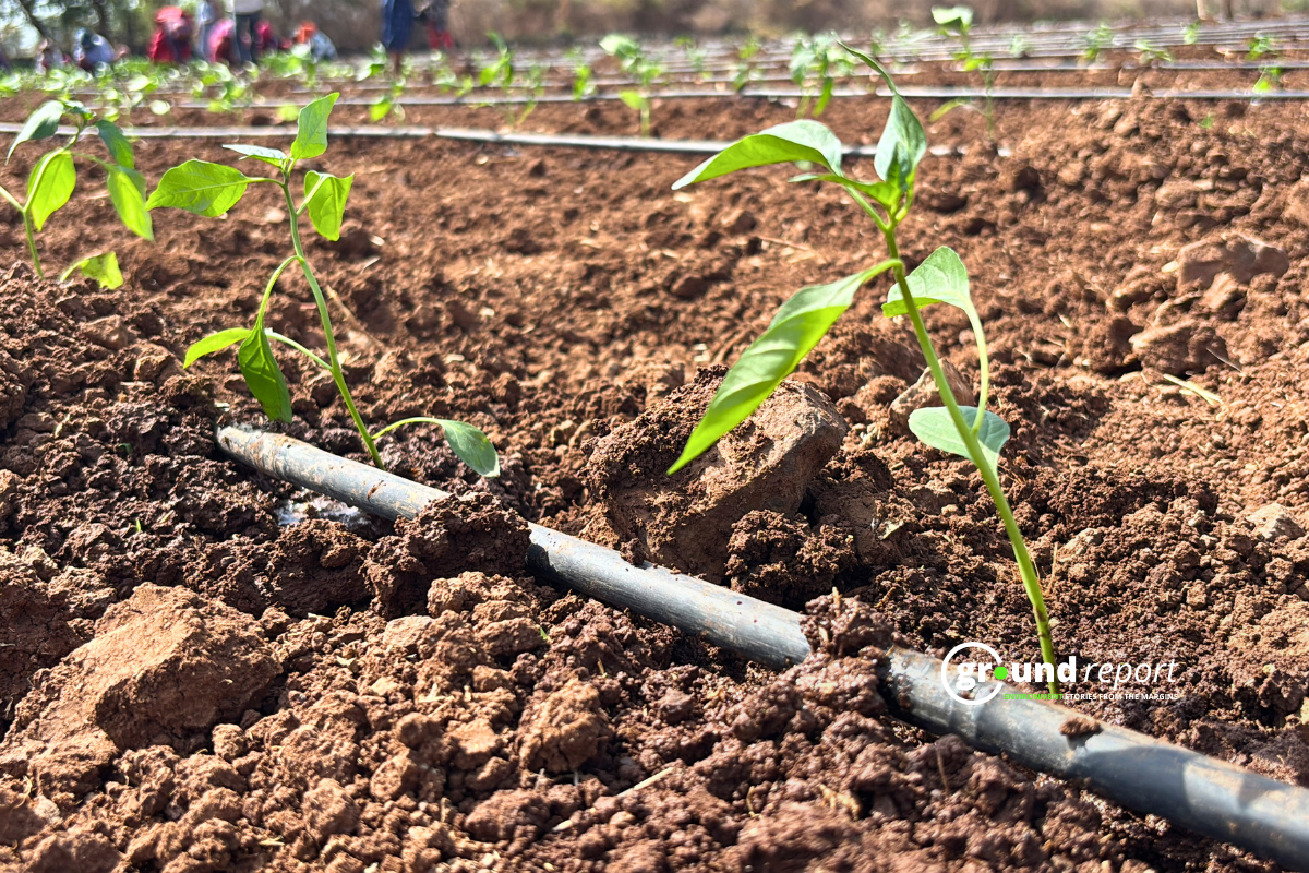 green chilli in MP