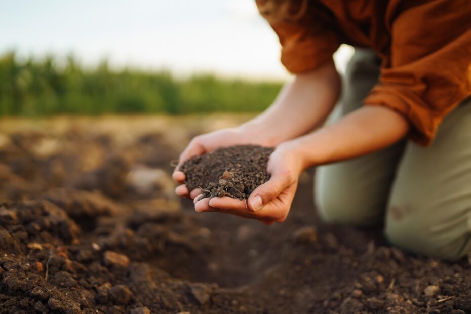 Preventive Soil Pest Management: Why Early Treatment Matters