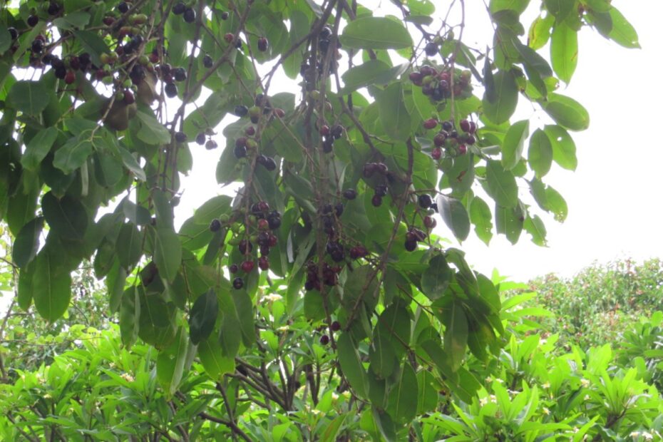 Fact Check: Viral "Jamun Trees Warn of Drought" Post Has Science Backward