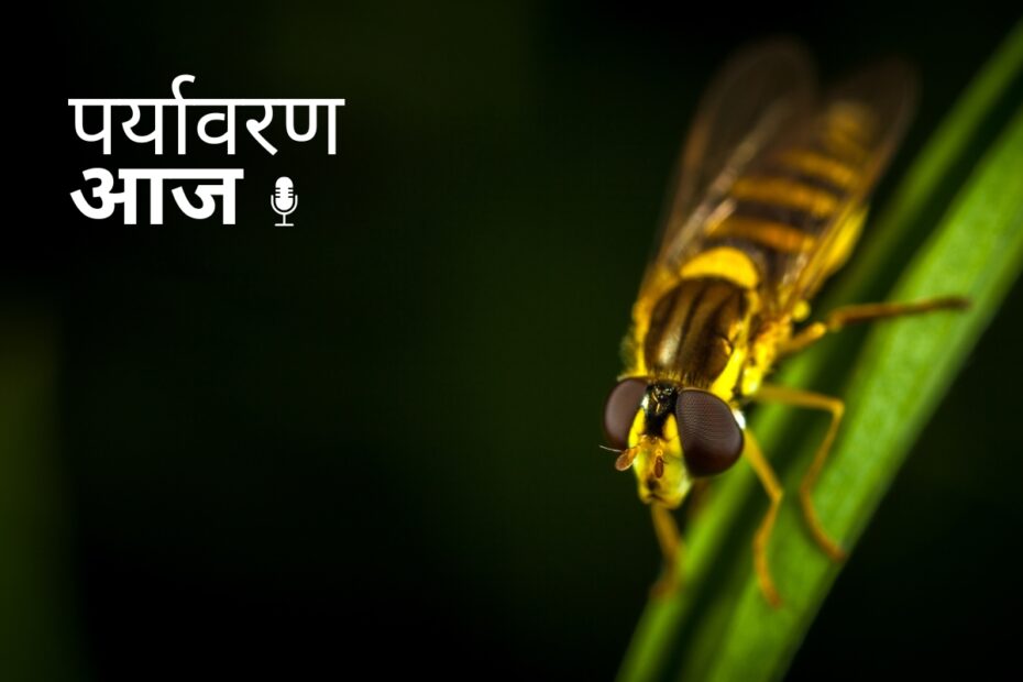 First firefly national survey