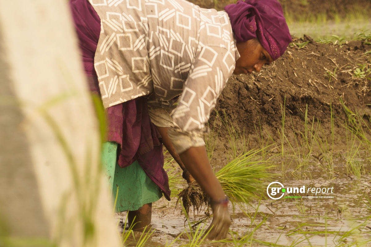 ⁠ ⁠A female agricultural laborer transplanting paddy seedlings in the field, Mugaliya Chhap village, Photo by Rajeev Tyagi