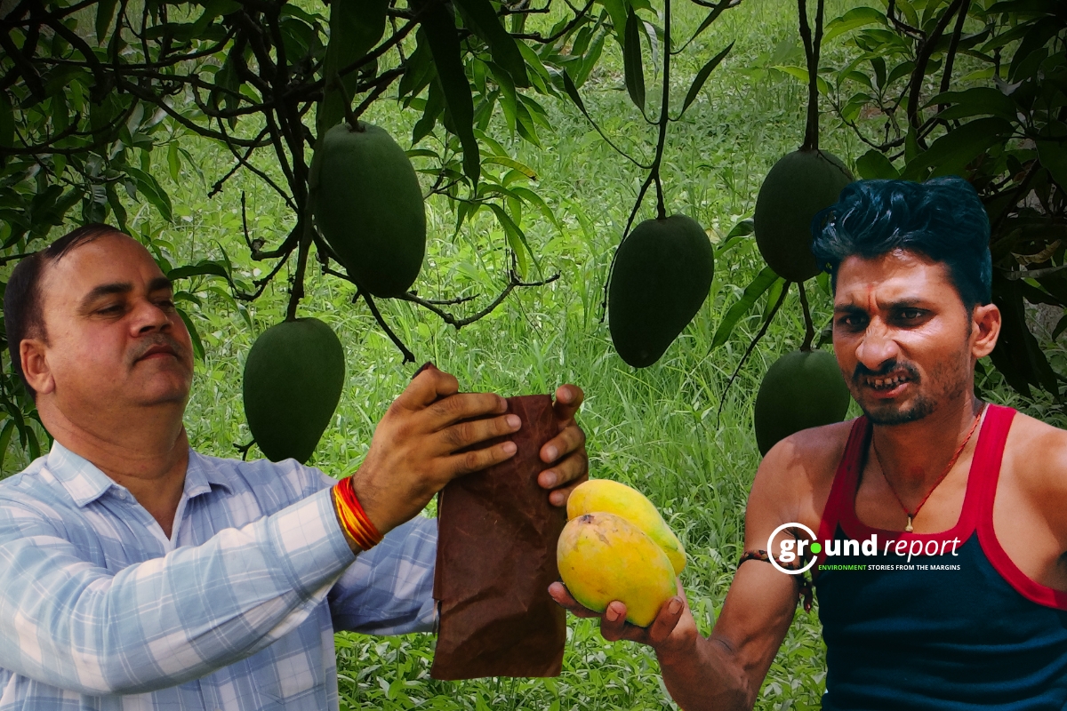 Sundarja Mango of Rewa is in Danger