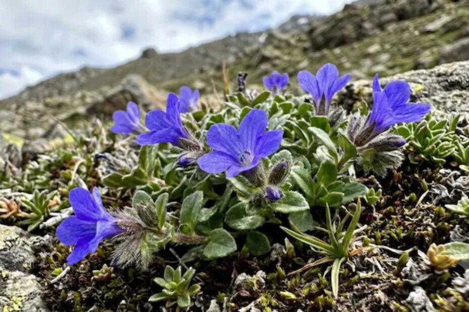 A rare flower, Cyananthus hookeri, blooms after 158 years; does it signify something?