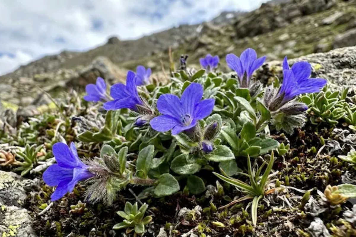 A rare flower, Cyananthus hookeri, blooms after 158 years; does it signify something?