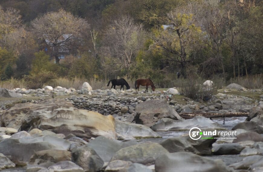 Horses graze along a rocky riverbed in Kashmir.