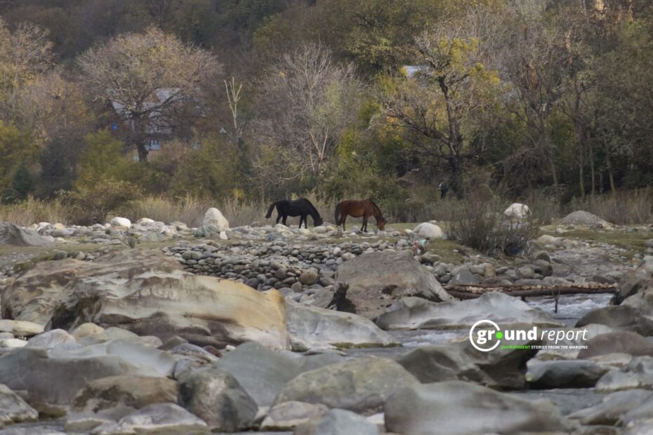 Horses graze along a rocky riverbed in Kashmir.