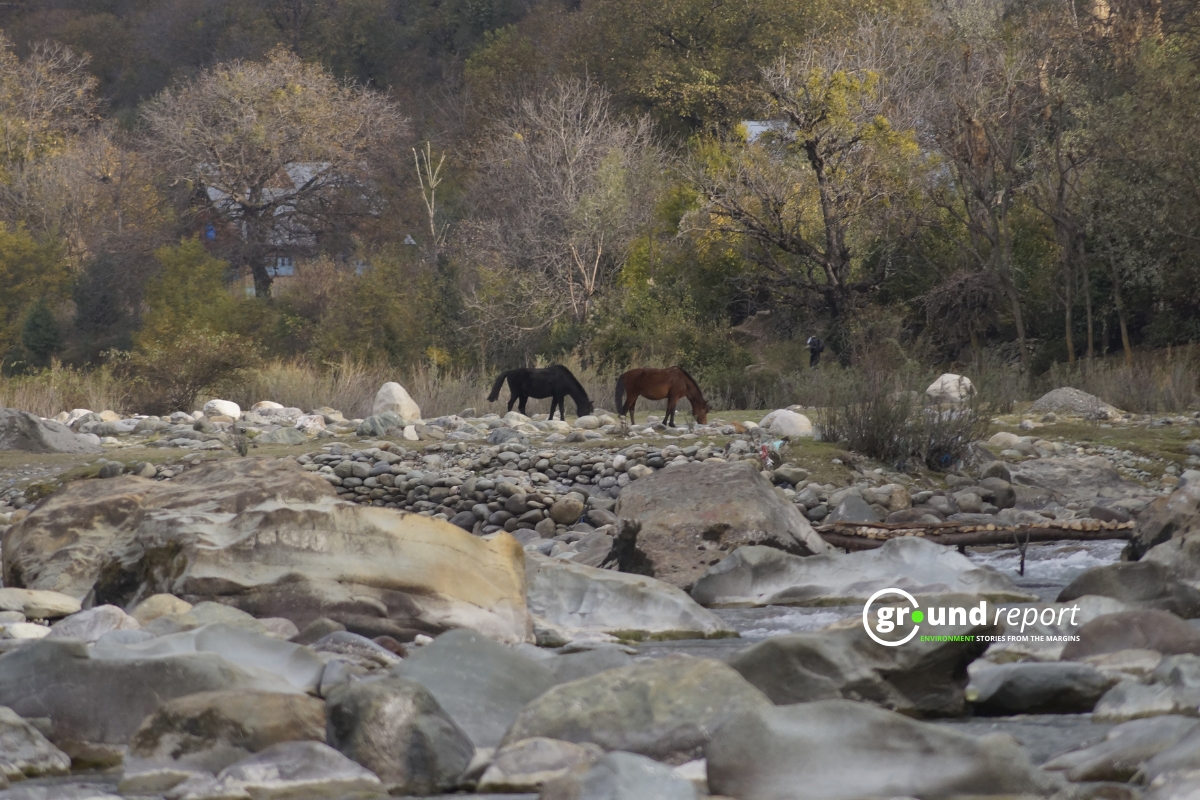 Horses graze along a rocky riverbed in Kashmir.