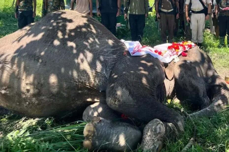 Story of brave elephant Joymala dies at 66