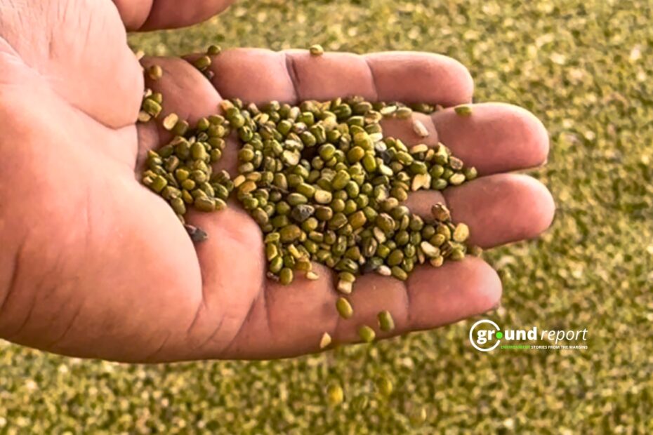 Moong Harvest