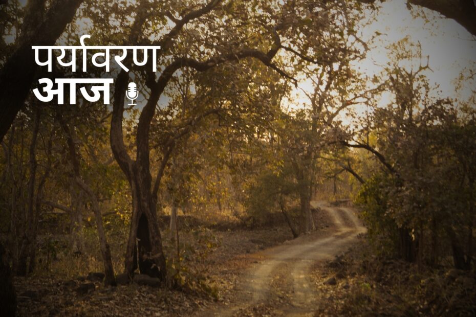 MP Forests