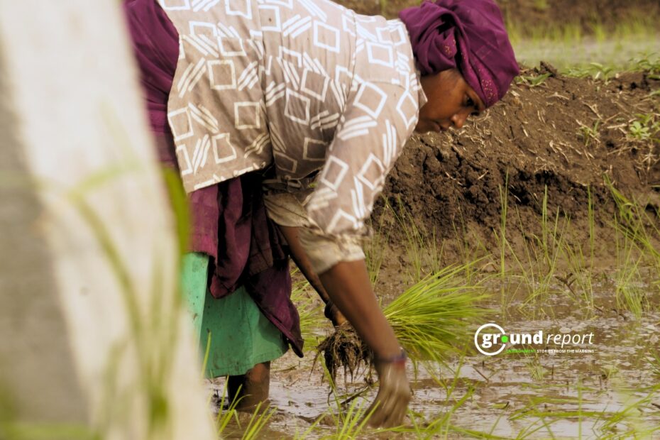 Paddy Sowing crisis in Madhya Pradesh